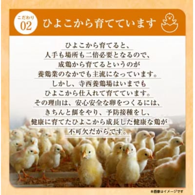 【毎月定期便】大阪府富田林産　さしみ卵25個〜30個(季節により個数・サイズが変動します)全12回【4080977】