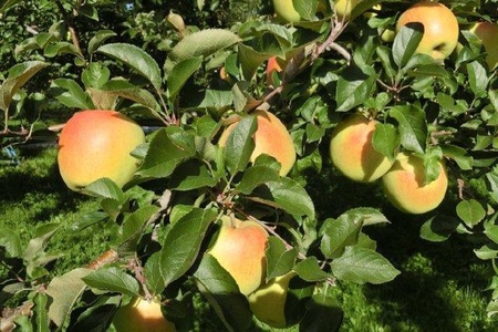 【2025年12月後半発送】りんご【訳あり】約10kg トキ | 黄色いりんご 青森県産りんご 家庭用りんご