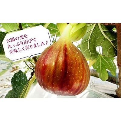 ふるさと納税 掛川市 静岡県掛川産　ミズノ農園の冷凍いちじく (皮なし)【桝井ドーフィン】500g×4袋 |  | 02