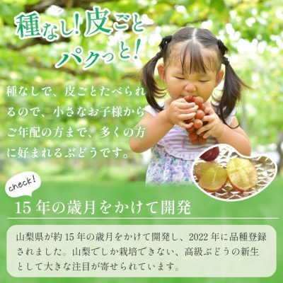 【数量限定】山梨県産 希少品種「サンシャインレッド」2房約1kg  化粧箱入 赤いシャインマスカット【配送不可地域：離島・沖縄県】