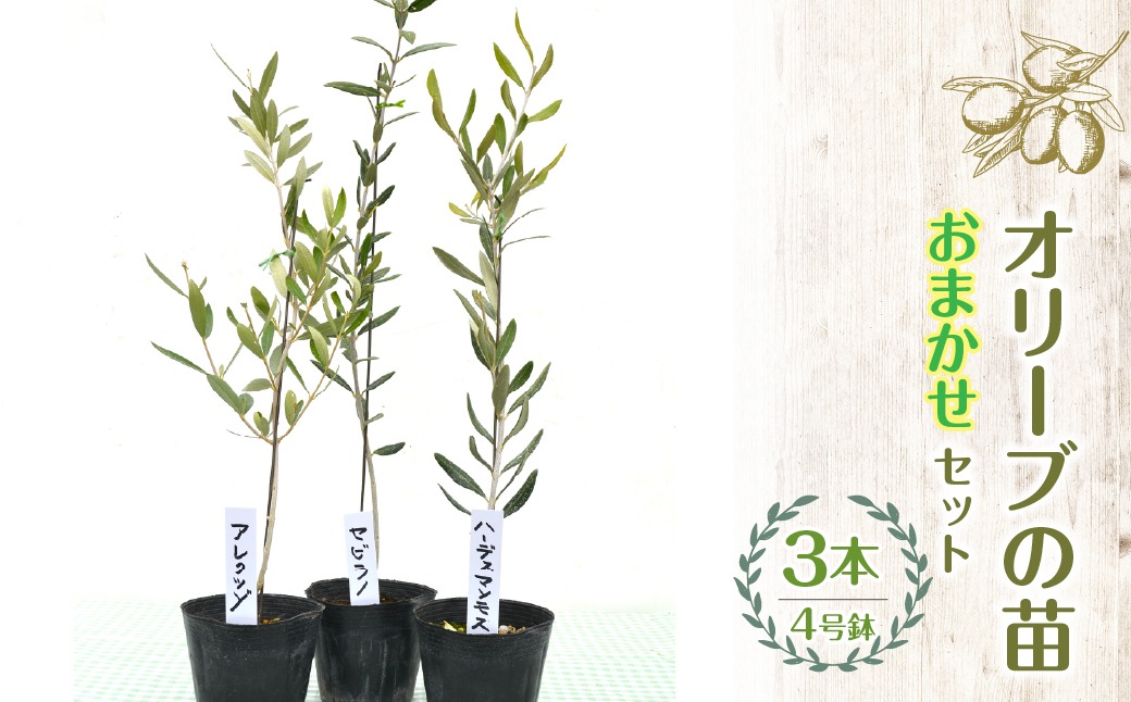 【ハーブショップYOU'樹】【おまかせセット】オリーブの苗セット 4号鉢 3本 SWBE002