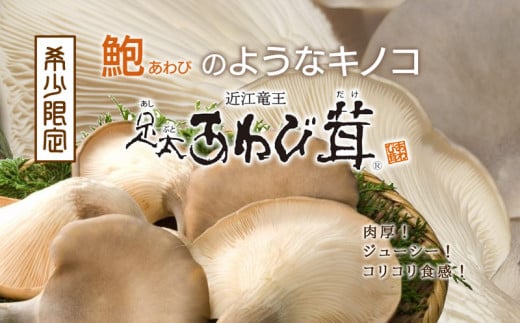 あわび茸 生 500g 希少 足太あわび茸 きのこ キノコ 国産 食材 健康 滋賀県 竜王町 送料無料 贈り物 ギフト 産地直送