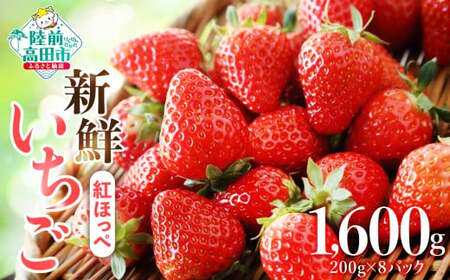 いちご 紅ほっぺ 約1,600g(200g×8パック) 朝獲れ新鮮 いちご