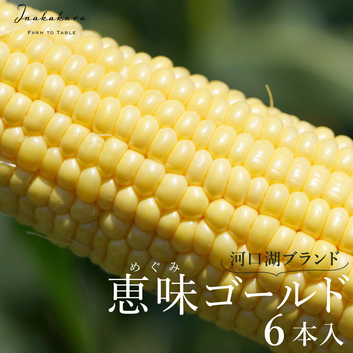 【ふるさと納税】 ＜2026年先行予約＞【富士山の麓で育つ】河口湖ブランドとうもろこしInakakara「恵味ゴールド」6本入 ふるさと納税 人気 おすすめ ランキング とうもろこし 恵味ゴールド トウモロコシ コーン 山梨県 富士河口湖町 送料無料 FBA001