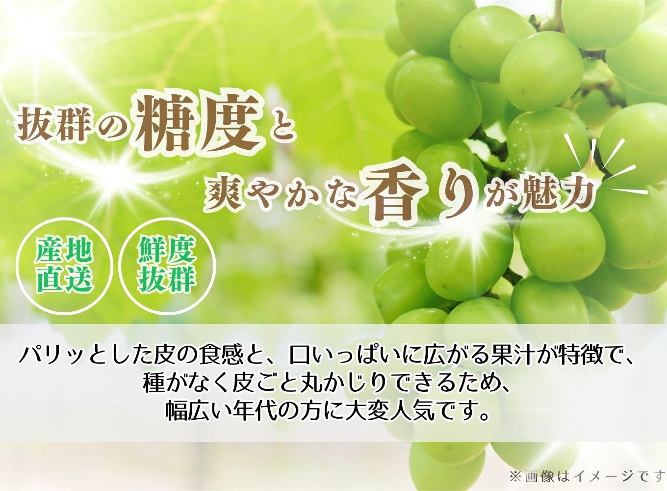 【先行予約】山梨県産：シャインマスカット　約1～1.2kg(2～3房)【2025年8月下旬から発送】古田農園[5839-1924]