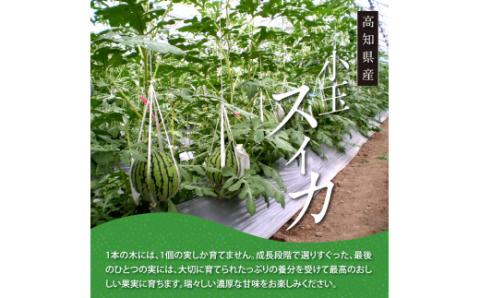 緊急支援　高知県産 最高級マスクメロン＆小玉スイカセット〈南国市共通返礼品〉　【発送期間：4月～12月（9カ月）】【1月～3月は気候温度不安定の為出荷不可となります。】