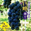 【ふるさと納税】【 2025年 先行予約 】 「加温ハウス栽培」 巨峰 2kg ( 種あり ) 久家ぶどう園 4房 〜 5房 ぶどう ブドウ 有機 肥料 ハウス 栽培 国産 果物 くだもの 葡萄 フルーツ 2キロ 7月 発送 夏 旬 品種 産地直送 産直 農家直送 冷蔵 茨城県 石岡市 送料無料 (G170)