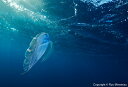 【ふるさと納税】清水町ふるさと大使　海洋生物写真家　峯水亮氏による　作品パネル　Polka-dot ribbonfish swimming in the morning sun（_D5A5726_A4）