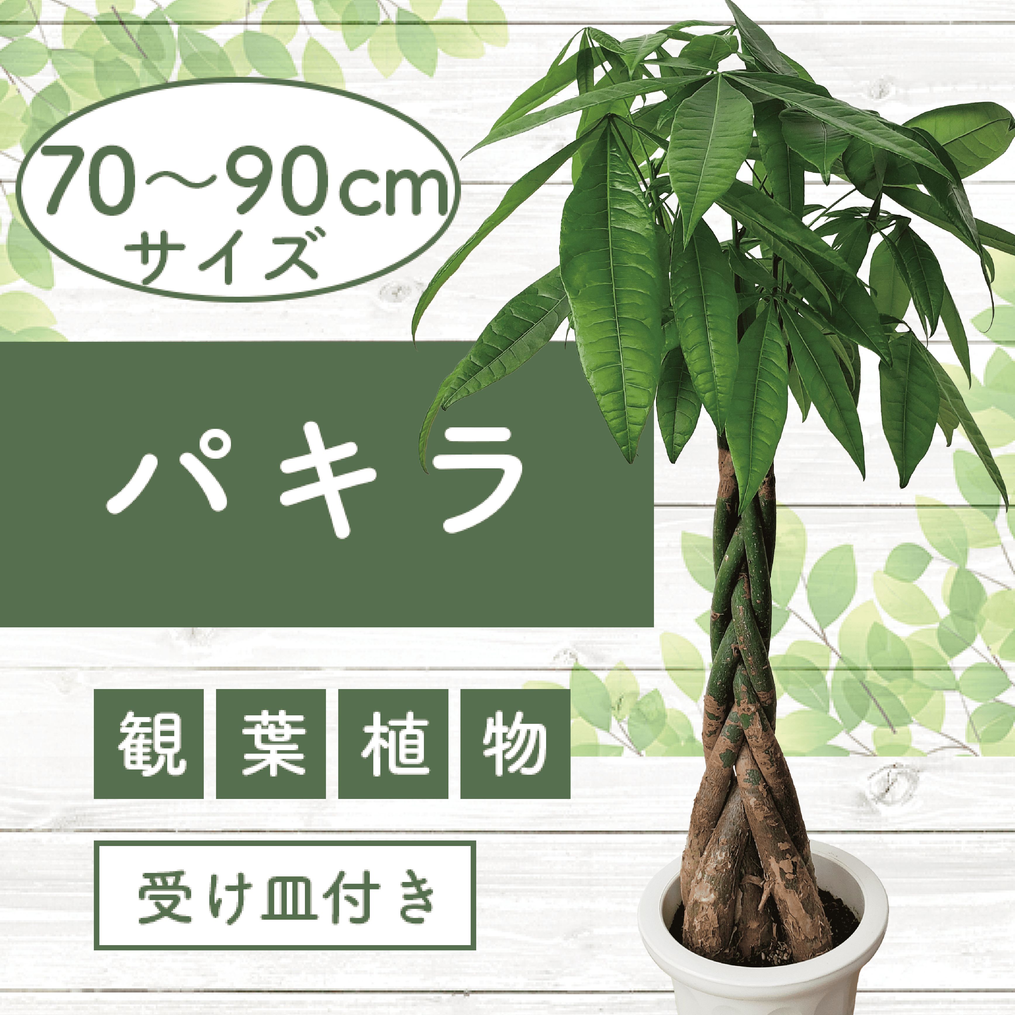 【ふるさと納税】＜先行予約受付中！2025年6月中旬以降順次発送＞パキラ70cm〜90cm 南国鹿児島県で育った 観葉植物！植物 鉢付 インテリア 室内 オフィス おしゃれ プレゼント ギフト 開店祝い 移転祝い マイナスイオン ※北海道・沖縄・離島配送不可※【GreenBase】