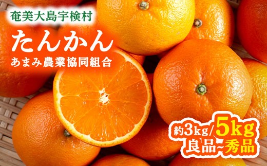 
                  【数量限定】 奄美 たんかん 選べる内容量 2026年2月～発送分 予約受付 3-5kg L 2L サイズ 秀品 優品 良品 タンカン 柑橘 みかん ミカン 奄美 奄美大島 宇検村 国産 光センサー 果物 奄美のみかん 鹿児島 プレゼント ギフト 家庭用
                