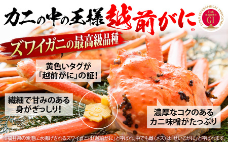 【11月発送】越前がに本場の越前町からお届け！浜茹で越前かに大サイズ（生で800g以上） × 1杯  [e68-x003_11] カニ かに 越前がに 越前ズワイガニ 越前かに 越前カニ 姿