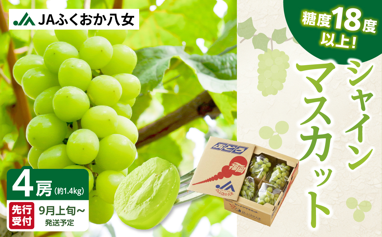 【先行予約】シャインマスカット（350g×4パック）【ＪＡふくおか八女】｜９月上旬〜発送予定 マスカット ぶどう 種なし 皮ごと食べられる 糖度18度 高糖度 甘い 厳選 産地直送 新鮮 1.4kg 先行予約 旬 クール便 品質保証 数量限定 福岡 八女