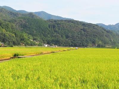 【 6ヶ月定期便】内子からり米 令和6年産 にこまる 20kg（精米10kg×2袋）× 6ヶ月【北海道・沖縄配送不可】【お米 こめ 白米 食品 人気 おすすめ 送料無料】