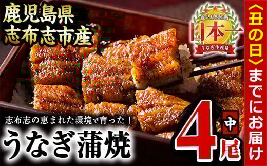 【丑の日までに配送】うなぎの大楠＜中＞4尾セット計520g(130g×4) b5-171-us
