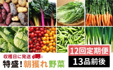 【全12回定期便】☆畑直送！朝採れ☆ 福岡県糸島産 野菜セット（13品前後）糸島市 / オーガニックナガミツファーム[AGE026] 野菜 やさい 詰め合わせ 旬 季節 朝採れ 畑直送 毎月 月1回