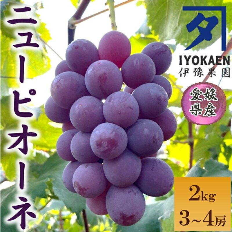【ふるさと納税】【2026年先行予約】 ニューピオーネ 約2kg 【2026年8月上旬から順次発送予定】 ぶどう 葡萄 種無し 果物 愛媛 人気 伊豫果園 伊予市｜B390