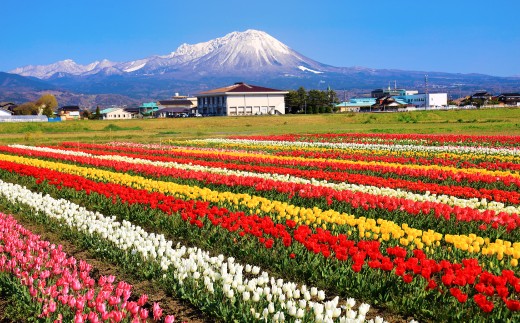
                  【期間限定】日吉津村の花 チューリップ球根15球～20球セット（品種・球根サイズおまかせ）【国産 園芸用品 ガーデニング】
                