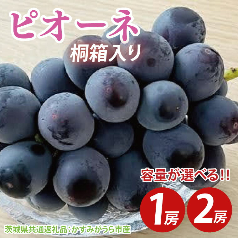 【ふるさと納税】【選べる内容量】【先行予約】ピオーネ 桐箱入り1房or2房（茨城県共通返礼品：かすみがうら市産）　※2025年9月初旬～2025年10月下旬頃に順次発送予定（CD045）