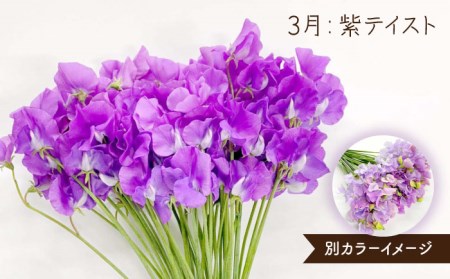 【先行予約】【生産農家直送！】【3回定期便】スイートピー 花束 50本（ホワイト・ピンク・紫）【木下農園】[IBW007]