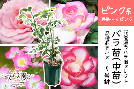 花巻温泉バラ園で育った「バラ中苗」5号サイズ -ピンク- 【1857】