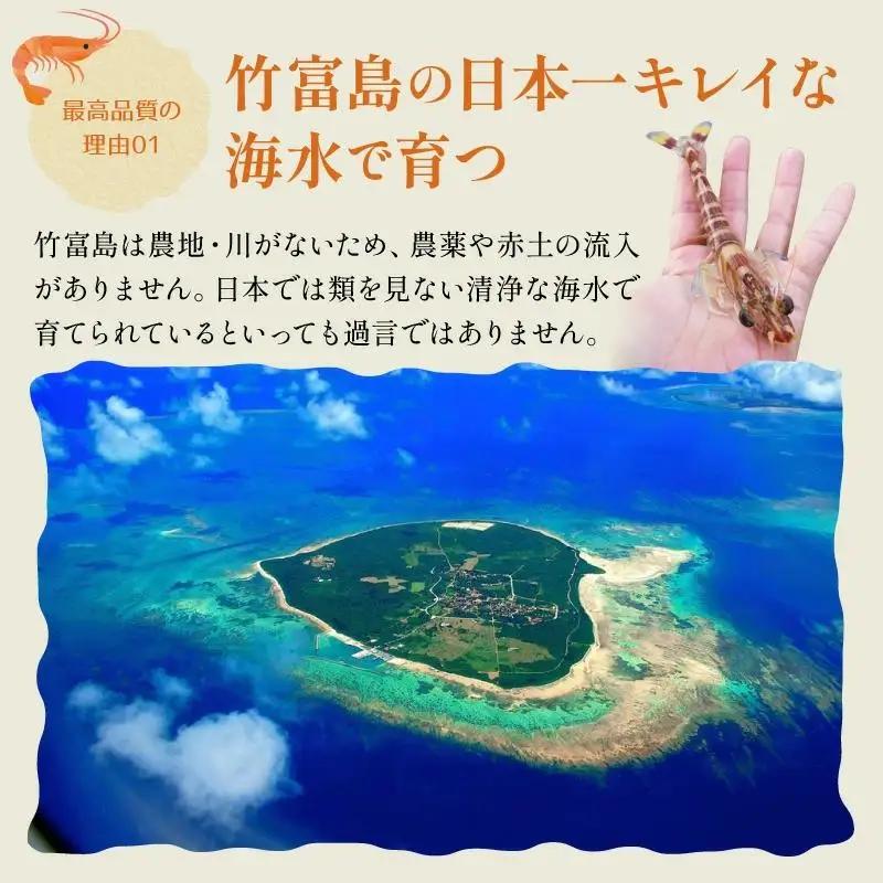 訳あり 竹富島産 冷凍車えび 規格外品 500g