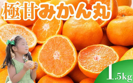 極甘！みかん丸 1.5kg箱 みかん