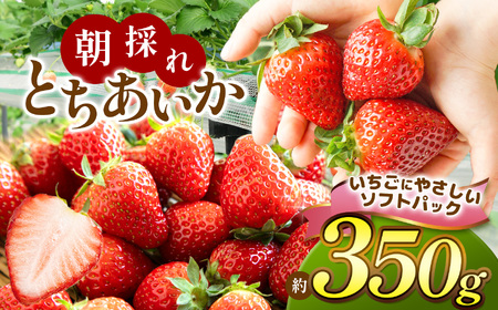 【ソフトパック】朝採れいちご とちあいか 350g