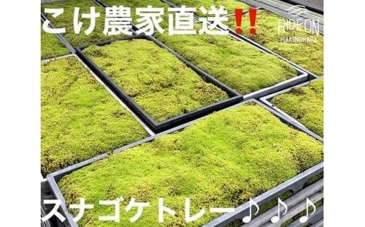 123-12　こけ専門農家直送!!スナゴケ（育苗トレー入り）6枚