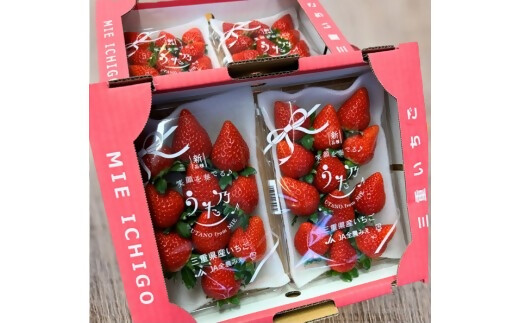 三重県オリジナルいちご新品種　希少な「うた乃」　500ｇ（250ｇ×2）　YMS-01　いちご　イチゴ　苺　希少　品種　酸味　少ない　甘さ　強い