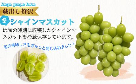蔵出し！贅沢シャインマスカット2房（1.1kg以上）｜冬のシャインマスカット 長野県　シャインマスカット 東御市　シャインマスカット 信州　シャインマスカット