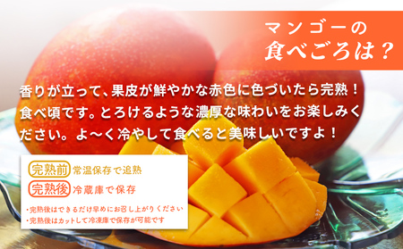 沖縄県産 訳ありマンゴー 1.5kg 【 先行予約 2026年発送 】