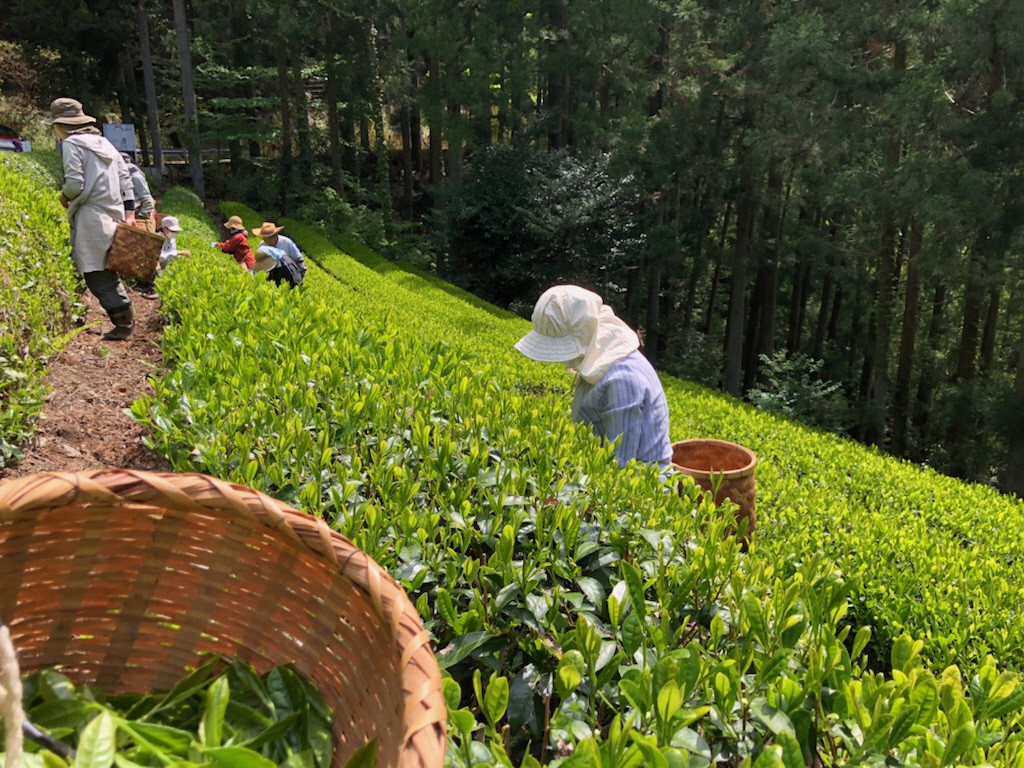 茶畑での作業風景１