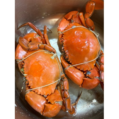 【浜名湖産】茹で堂満蟹2杯【配送不可地域：離島】【1499170】