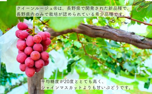 TK13-26A 【先行受付】 ぶどう クイーンルージュ® 約1kg ／ 2026年9月下旬～10月頃 配送予定 // 長野県 南信州 葡萄 ぶどう 新鮮 種なし 希少 甘い ルージュ クインルージュ