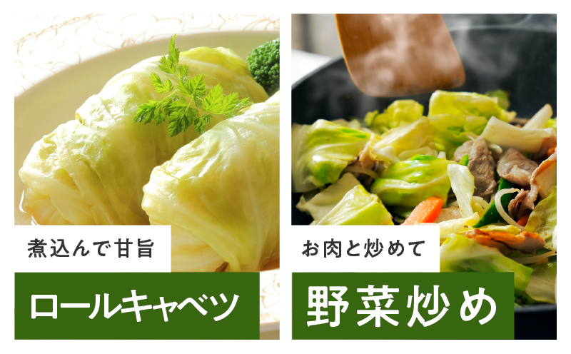 【先行予約】泉州キャベツ 5kg 2～5玉 【新鮮 野菜 泉佐野産 やさい 射手矢農園 高評価 数量限定 TVで紹介！】 G1624_イメージ4