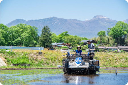 【令和7年産】もっちり那須米 コシヒカリ 10kg（5kg×2袋）〔P-284〕 | こしひかり 米 お米 コメ こめ 精米 もっちり感 甘み ツヤ 国産 那須 栃木県 那須町 ※2025年10月下旬