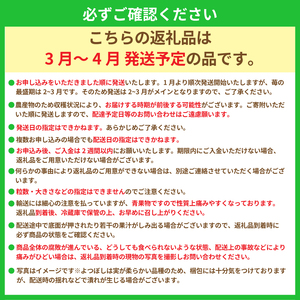 【苺】小粒いちご 特別栽培 苺 よつぼし 1kg