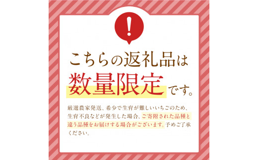 イチゴ 生産量 西 日本一 ? 厳選農家直送 いちご 肥後こまち 約 500g | フルーツ 果物 くだもの 苺 いちご 熊本県 玉名市