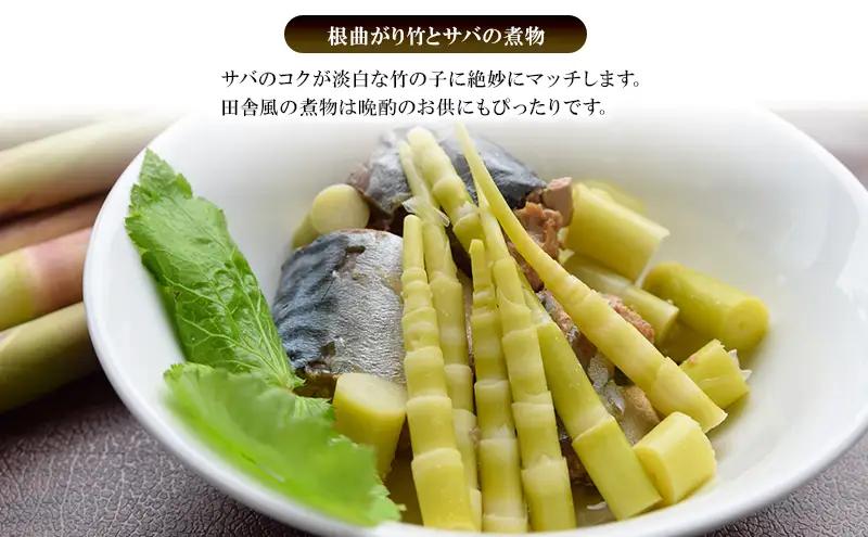 創業明治44年［菓子司 万寿堂］名産缶詰 タケノコ水煮（根曲り竹）3缶セット 秋田 羽後 西馬音内【 缶詰 たけのこ 筍 根曲がり竹 山菜 水煮 保存食 老舗 ギフト 】