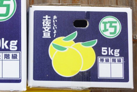 土佐文旦 5kg 浜田巧 文旦