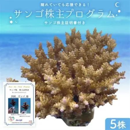 離れていても応援できる!国頭村の「サンゴ株主」プログラム5株【1581395】
