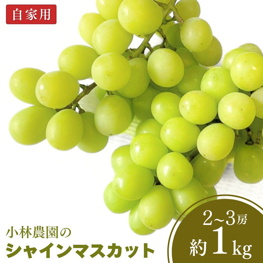【ふるさと納税】シャインマスカット 自家用 約1kg 訳あり 新潟県 三条市産 ぶどう [小林農園] 【010P100】