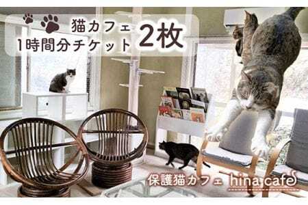 猫ルーム1時間利用チケット2枚 ／ hinacafe 猫カフェ 保護猫 遊び 触れ合い 写真撮影 まったり 癒し 山口県 No.202