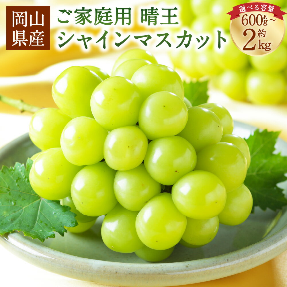 【ふるさと納税】ご家庭用 岡山県産 シャインマスカット 晴王＜選べる内容量＞ 約600g / 計約800g / 計約1kg / 計約1.5kg / 計約2kg ぶどう ブドウ 葡萄 大粒 高糖度 種なし フルーツ くだもの 果物 果実 デザート 冷蔵 国産 送料無料 【2026年8月下旬～11月下旬発送予定】