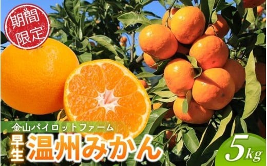 【テレビで紹介されました】 金山パイロットファーム 温州みかん 5㎏ (早生) みかん ミカン 温州みかん 早生みかん 早生温州 フルーツ 果物 くだもの 柑橘 産地直送 数量限定 人気 国産 三重県 熊野市【2026年11月から12月末までに順次発送】【knpr0014A】