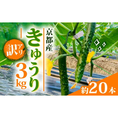 【ふるさと納税】【訳アリ】きゅうり 3kg 京都府 野菜【1568062】