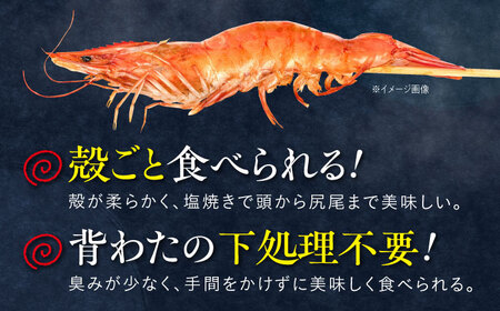 近江海老 600g(SSサイズ)[AQBA005]えび 近江海老 エビ