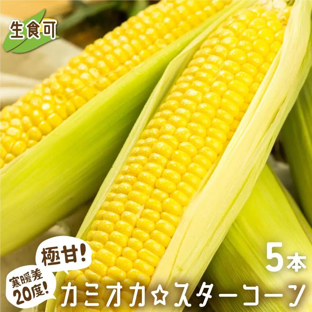 《再入荷》まるでフルーツ!とうもろこし [カミオカ☆スターコーン]  5本 /とうもろこし[CG002-26]