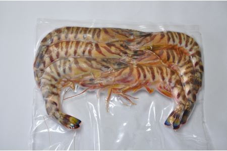 【訳あり】伊万里産　冷凍車海老1.25kg(加熱用、250gx5pc)  C197  くるまえび クルマエビ えび エビ 