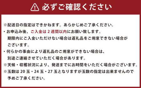 博多甘うぃ（キウイフルーツ） 約3.6kg キウイ きうい フルーツ 果物 くだもの 果実 国産 【2025年11月上旬～11月下旬発送予定】